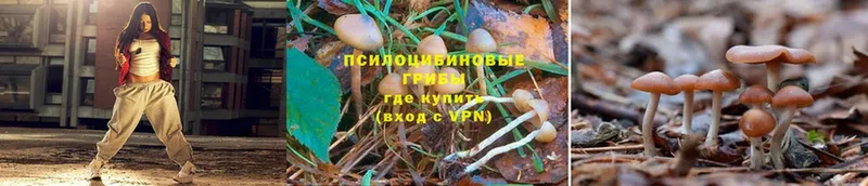 что такое наркотик  Дальнереченск  Псилоцибиновые грибы Psilocybine cubensis 